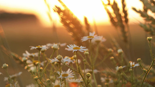 chamomile field